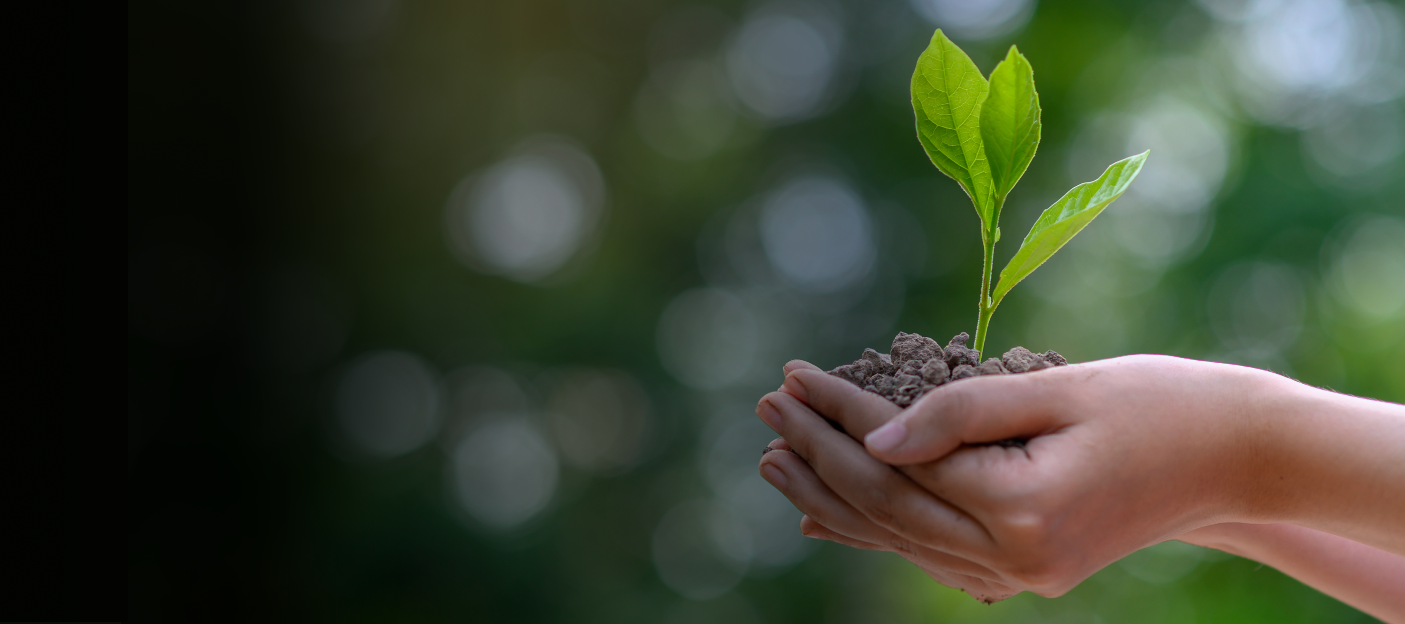 Des mains tenant délicatement une petite plante verte poussant dans la terre, symbolisant la croissance et le respect de l'environnement, avec un arrière-plan naturel flou.